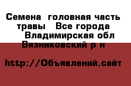 Семена (головная часть))) травы - Все города  »    . Владимирская обл.,Вязниковский р-н